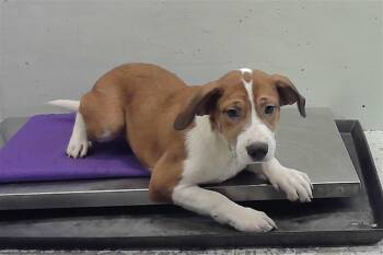 A2082336 -  Staffordshire Bull Terrier and Mixed Breed Dog for Adoption in Houston, Texas - A2082336 | PetCurious