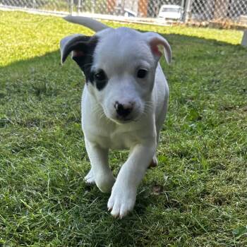 Wind Dancer -  Feist Dog for Adoption in Spruce Pine, North Carolina - Wind Dancer | PetCurious