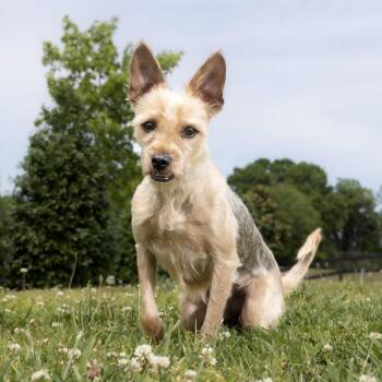 Mixed Breed Dogs Available for Adoption in Franklin, Tennessee - Papa | PetCurious
