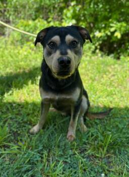 Ace -  Mixed Breed Dog Available for Adoption in Manchester, Tennessee - Ace | PetCurious