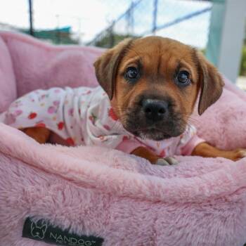 Mixed Breed Dogs Available for Adoption in Bradenton, Florida - Amey | PetCurious