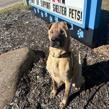 Grotto -  Mixed Breed and Shar Pei Dog for Adoption in West Olive, Michigan - Grotto | PetCurious