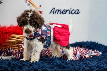 Labradoodle Dogs Available for Adoption in Sevierville, Tennessee - America | PetCurious