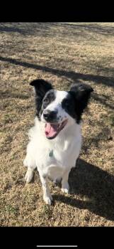 Border Collie Dogs Available for Adoption - Scout | PetCurious