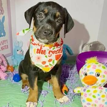 Labrador Retriever Dogs Available for Adoption in Grand Bay, Alabama - Penny | PetCurious