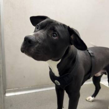 Bobby -  Pit Bull Terrier Dog for Adoption in Des Moines, Iowa - Bobby | PetCurious