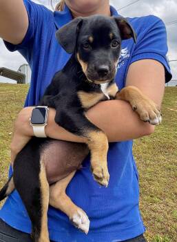 Mixed Breed Dogs Available for Adoption in Collierville, Tennessee - Teddy | PetCurious