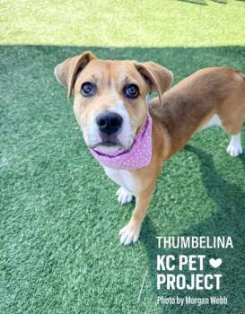 Mixed Breed Dogs Available for Adoption in Kansas City, Missouri - Thumbelina | PetCurious