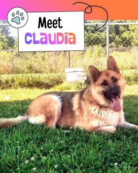 Claudia -  German Shepherd Dog Dog for Adoption in Sulphur, Kentucky - Claudia | PetCurious