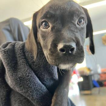 Midnight -  Labrador Retriever Dog for Adoption in Kingman, Arizona - Midnight | PetCurious