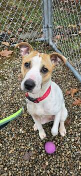 Terrier Dogs Available for Adoption - Harlow | PetCurious