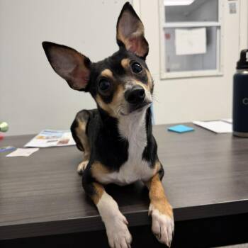 Atlas -  Chihuahua Dog for Adoption in Enfield, New Hampshire - Atlas | PetCurious