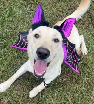 Rescue Yellow Labrador Retriever Dogs for Adoption in Rockaway, New Jersey - Robo SCAS | PetCurious