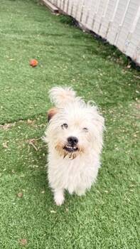 RUPERT -  Parson Russell Terrier and Mixed Breed Dog for Adoption in Fremont, California - RUPERT | PetCurious