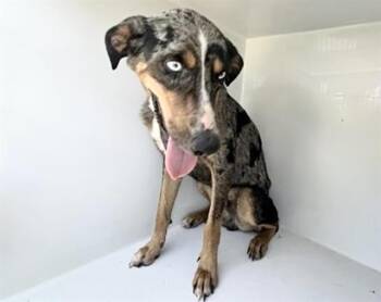 A660209 -  Anatolian Shepherd Dog for Adoption in Houston, Texas - A660209 | PetCurious