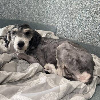 Schnauzer Dogs Available for Adoption in Long Beach, California - Maggie | PetCurious