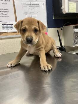 Rescue Australian Cattle Dog Blue Heeler and Mixed Breed Dogs for Adoption in Conroe, Texas - A416249 | PetCurious