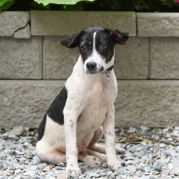 Souffle -  Hound Dog for Adoption in Wake Forest, North Carolina - Souffle | PetCurious