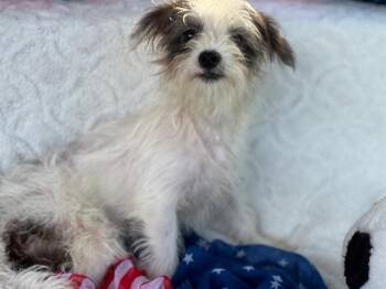 Brady -  Maltese and Chihuahua Dog for Adoption in Milton, Georgia - Brady | PetCurious