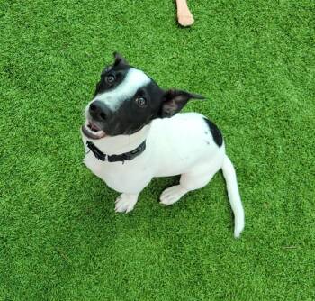 ZOLA -  Parson Russell Terrier and Mixed Breed Dog for Adoption in Sarasota, Florida - ZOLA | PetCurious