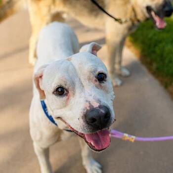 Mario -  American Staffordshire Terrier and Mixed Breed Dog for Adoption in San Diego, California - Mario | PetCurious