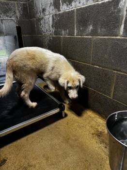 Puffy -  Mixed Breed Dog for Adoption in Shelbyville, Tennessee - Puffy | PetCurious