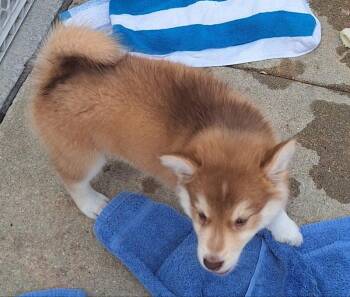 Chianti -  Husky Dog for Adoption - Chianti | PetCurious