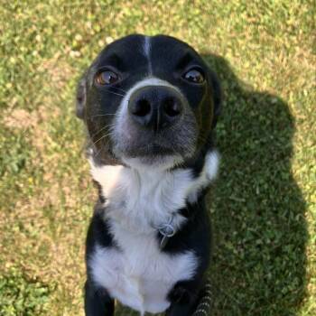 Snoopy (In Foster) -  Mixed Breed Dog Available for Adoption in Marshall, Virginia - Snoopy (In Foster) | PetCurious