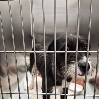 Wirehaired Terrier and Mixed Breed Dogs Available for Adoption in Montgomery, Alabama - Brewski | PetCurious