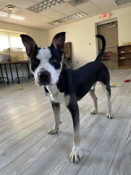 Pit Bull Terrier Dogs Available for Adoption in South Bend, Indiana - Lucky | PetCurious