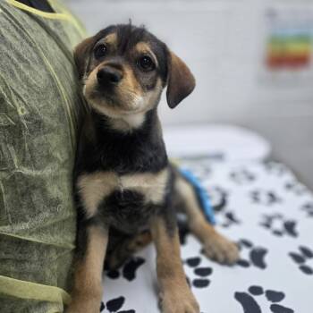 Wirehaired Terrier and Mixed Breed Dogs Available for Adoption in Incline Village, Nevada - Omega | PetCurious