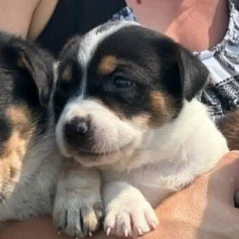 Stevie -  Mixed Breed Dog for Adoption in Madison, Wisconsin - Stevie | PetCurious