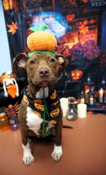 Rescue Terrier Dogs for Adoption in St. Augustine, Florida - Pumpkin | PetCurious