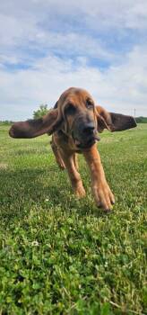 Bloodhound Dogs Available for Adoption in Kenosha, Wisconsin - Pickles | PetCurious