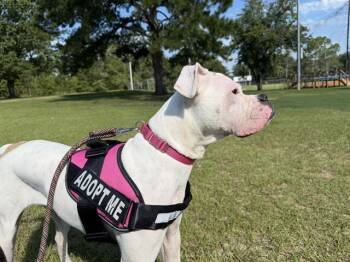 PIE -  Boxer and Mixed Breed Dog for Adoption in Tallahassee, Florida - PIE | PetCurious