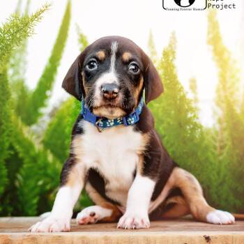 Hound and Labrador Retriever Dogs Available for Adoption - Frost | PetCurious