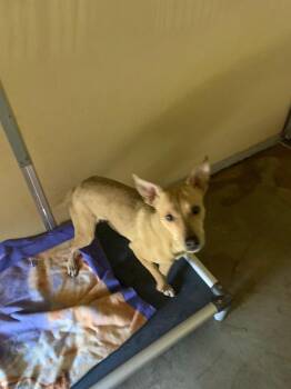 Mixed Breed Dogs Available for Adoption - Little Bit | PetCurious