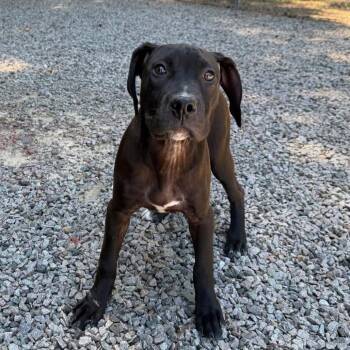 Sid -  Hound and Black Labrador Retriever Dog for Adoption in Aberdeen, North Carolina - Sid | PetCurious