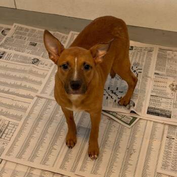 Mixed Breed Dogs Available for Adoption in Huntington, West Virginia - Bentley | PetCurious