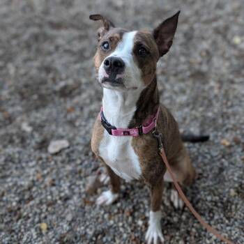 Princess -  Mixed Breed Dog for Adoption in West Olive, Michigan - Princess | PetCurious