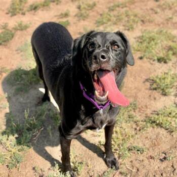MINNIE -  Labrador Retriever Dog for Adoption in Aurora, Colorado - MINNIE | PetCurious