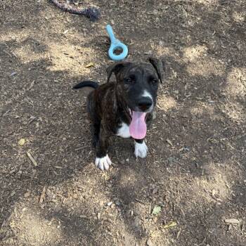 Cameron -  Mastiff Dog for Adoption in Austin, Texas - Cameron | PetCurious