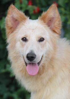 German Shepherd Dog Dogs Available for Adoption in Los Angeles, California - Sailor Von Sontra* | PetCurious
