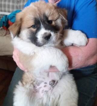 Chow Chow Dogs Available for Adoption - FOSTER ME - Putzie | PetCurious