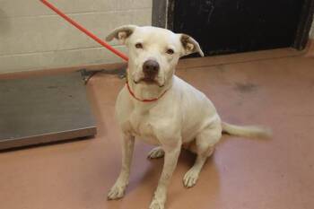 Rescue Mixed Breed Dogs for Adoption in Columbia, South Carolina - ELLA | PetCurious