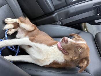 Rescue Border Collie Dogs for Adoption in Sonora, California - Jax | PetCurious
