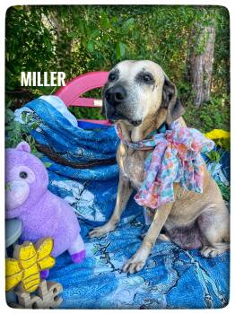 Black Mouth Cur Dogs Available for Adoption in Sebring, Florida - Miller | PetCurious