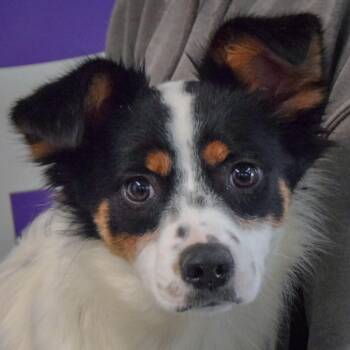 Sangkran -  Cattle Dog and Dachshund Dog for Adoption in Huntley, Illinois - Sangkran | PetCurious