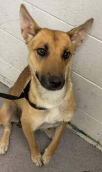 German Shepherd Dog and Yellow Labrador Retriever Dogs Available for Adoption - Patti  | PetCurious