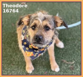 Terrier and Border Terrier Dogs Available for Adoption - THEODORE | PetCurious